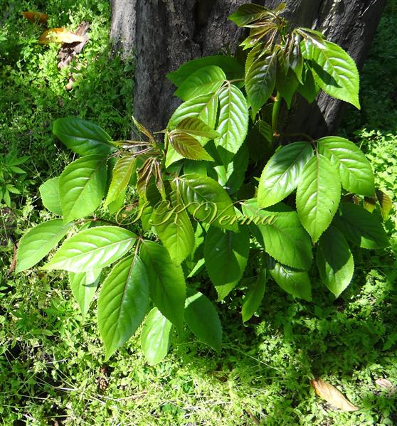  Young shoots and Leaves (Adaxial view)